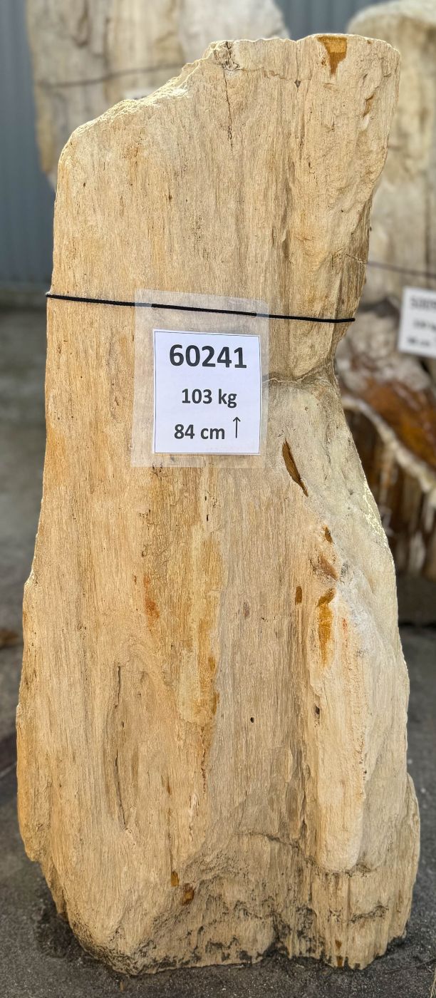 Grafsteen versteend hout 60241