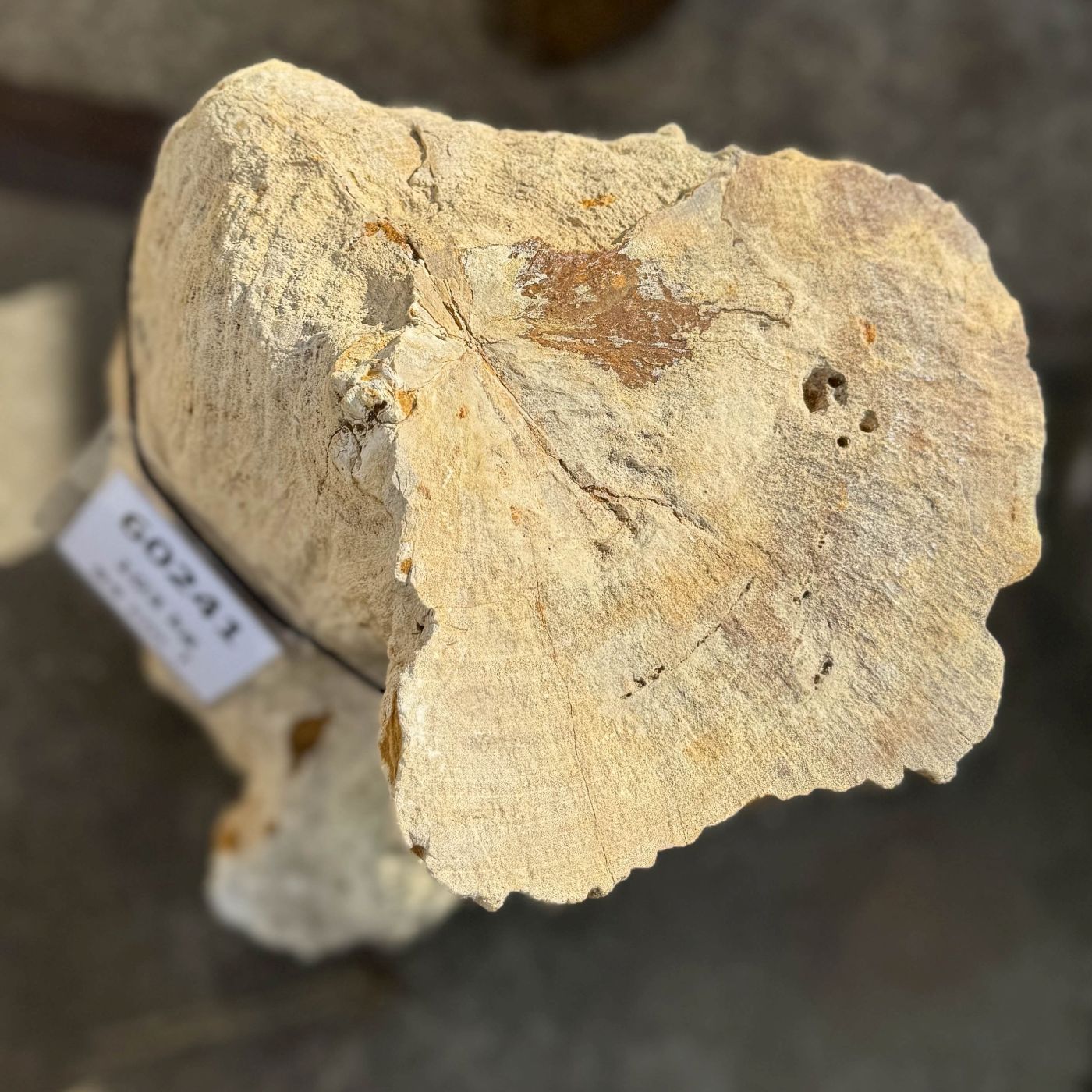 Grafsteen versteend hout 60241 - Afbeelding 2