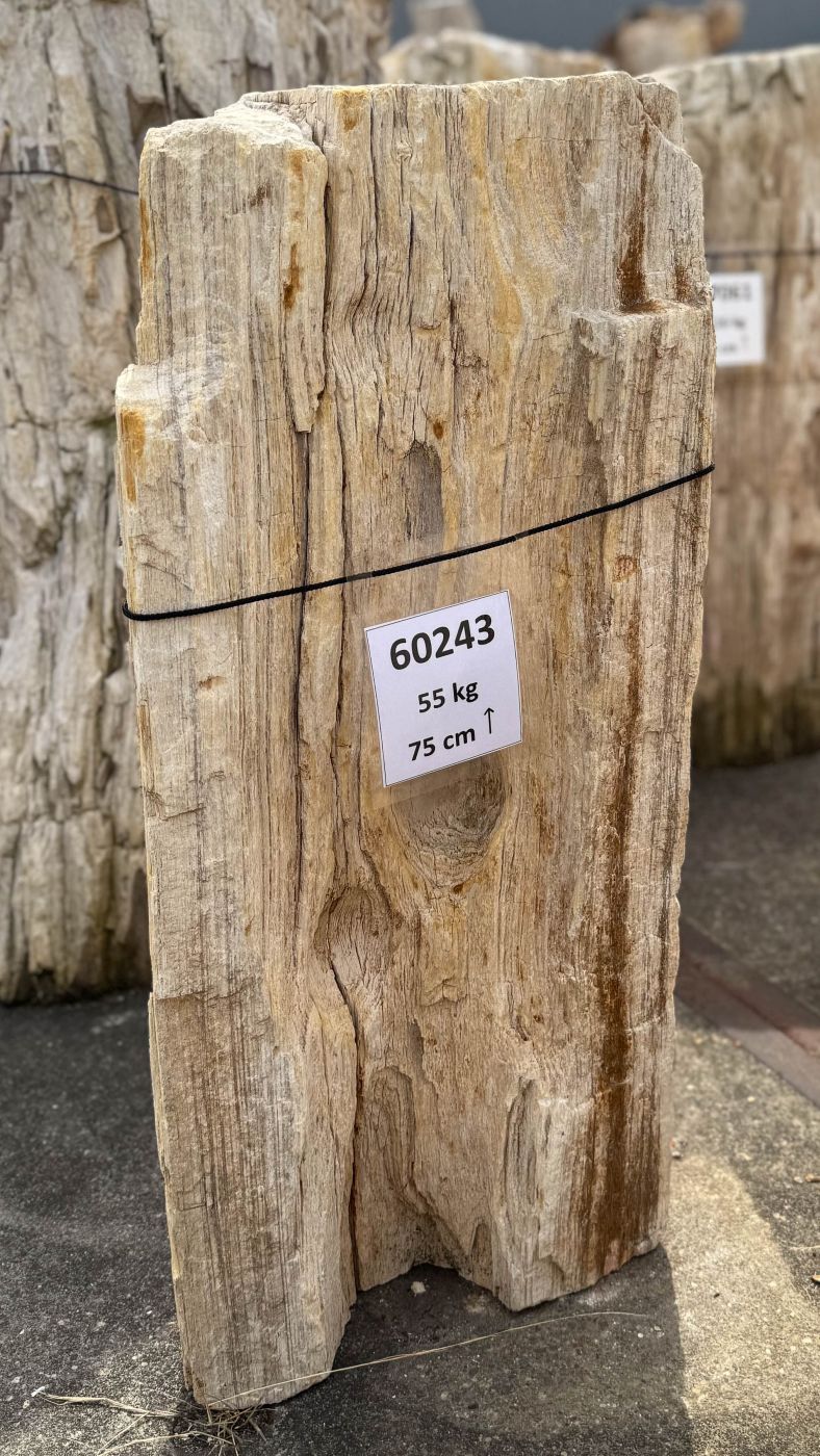 Grafsteen versteend hout 60243