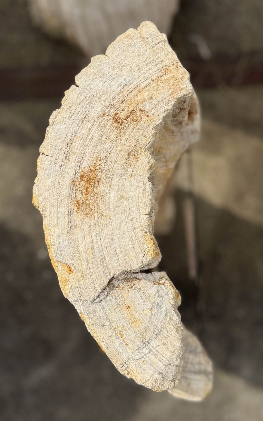 Grafsteen versteend hout 60243 - Afbeelding 2