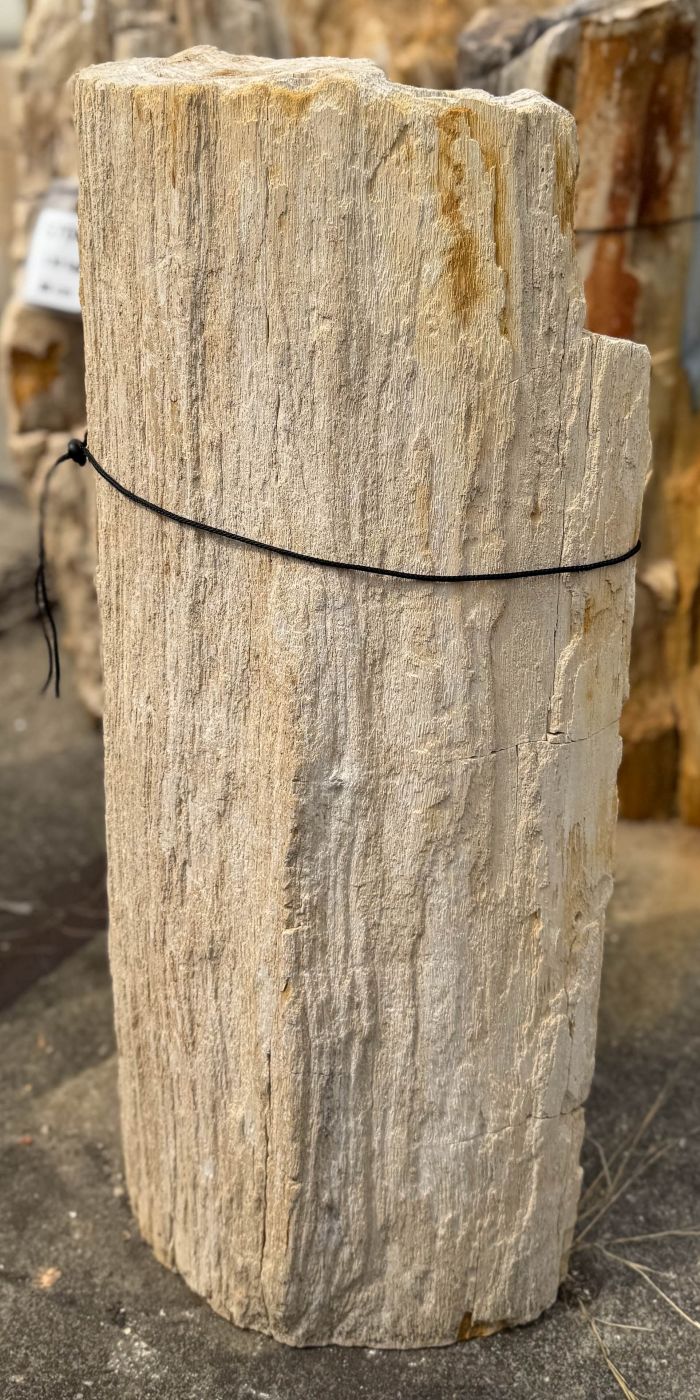 Grafsteen versteend hout 60243 - Afbeelding 3