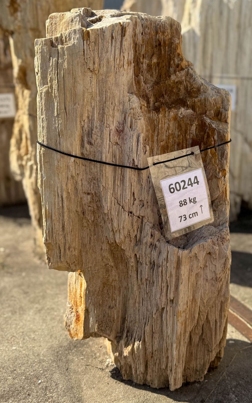 Grafsteen versteend hout 60244