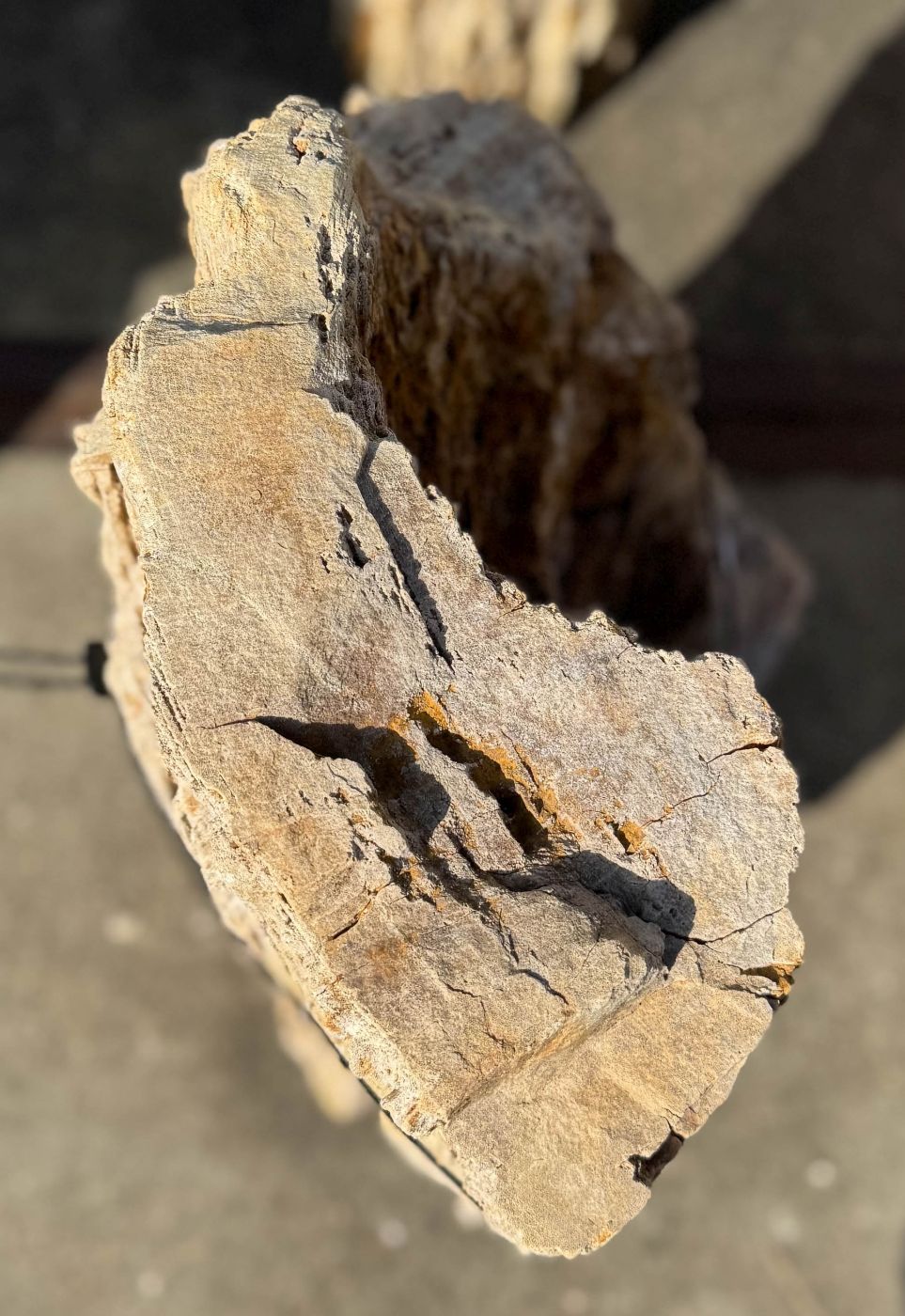 Grafsteen versteend hout 60244 - Afbeelding 2