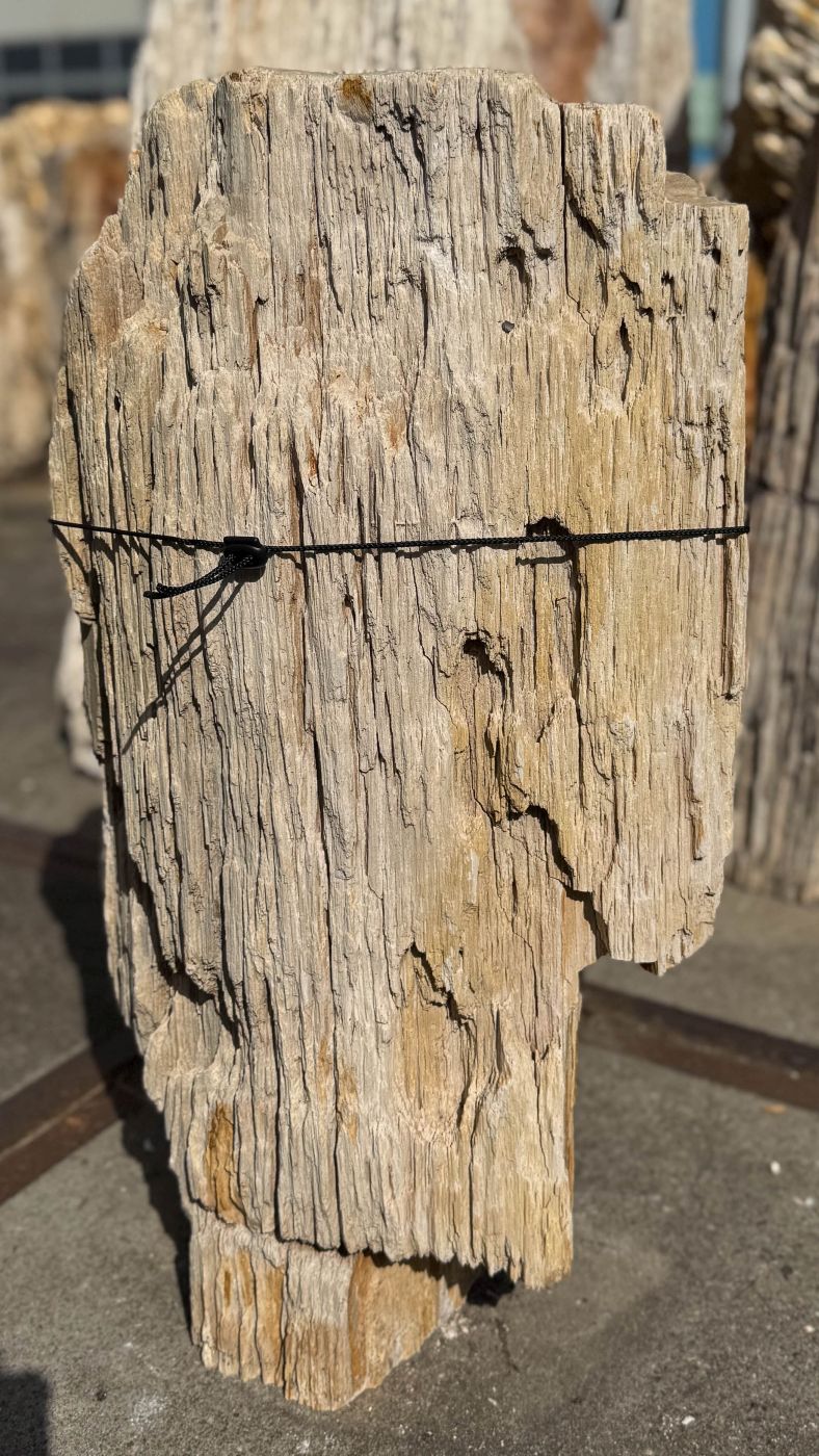 Grafsteen versteend hout 60244 - Afbeelding 3