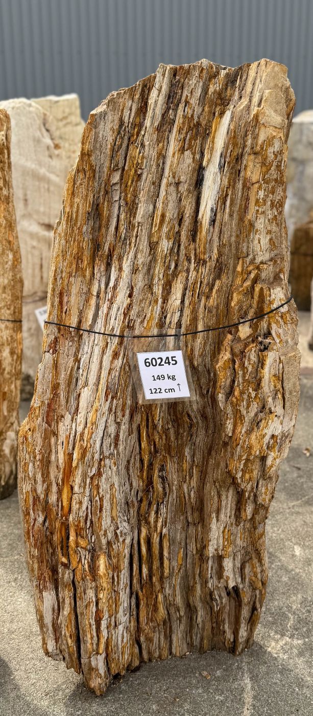 Grafsteen versteend hout 60245