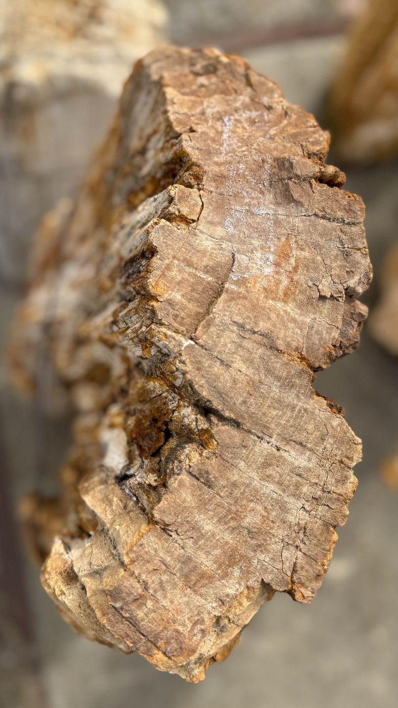 Grafsteen versteend hout 60245 - Afbeelding 2