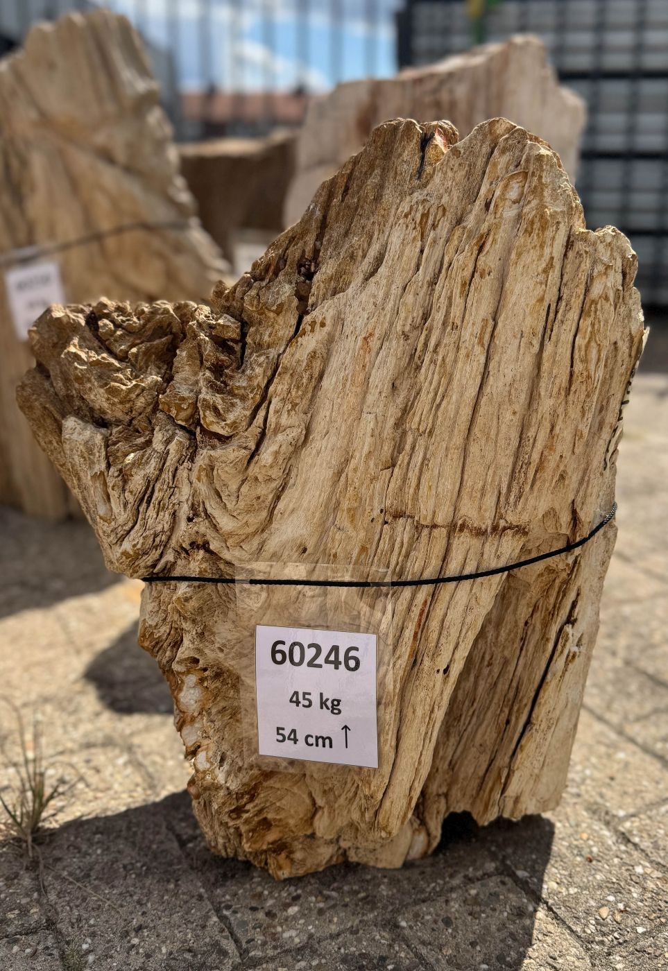 Grafsteen versteend hout 60246