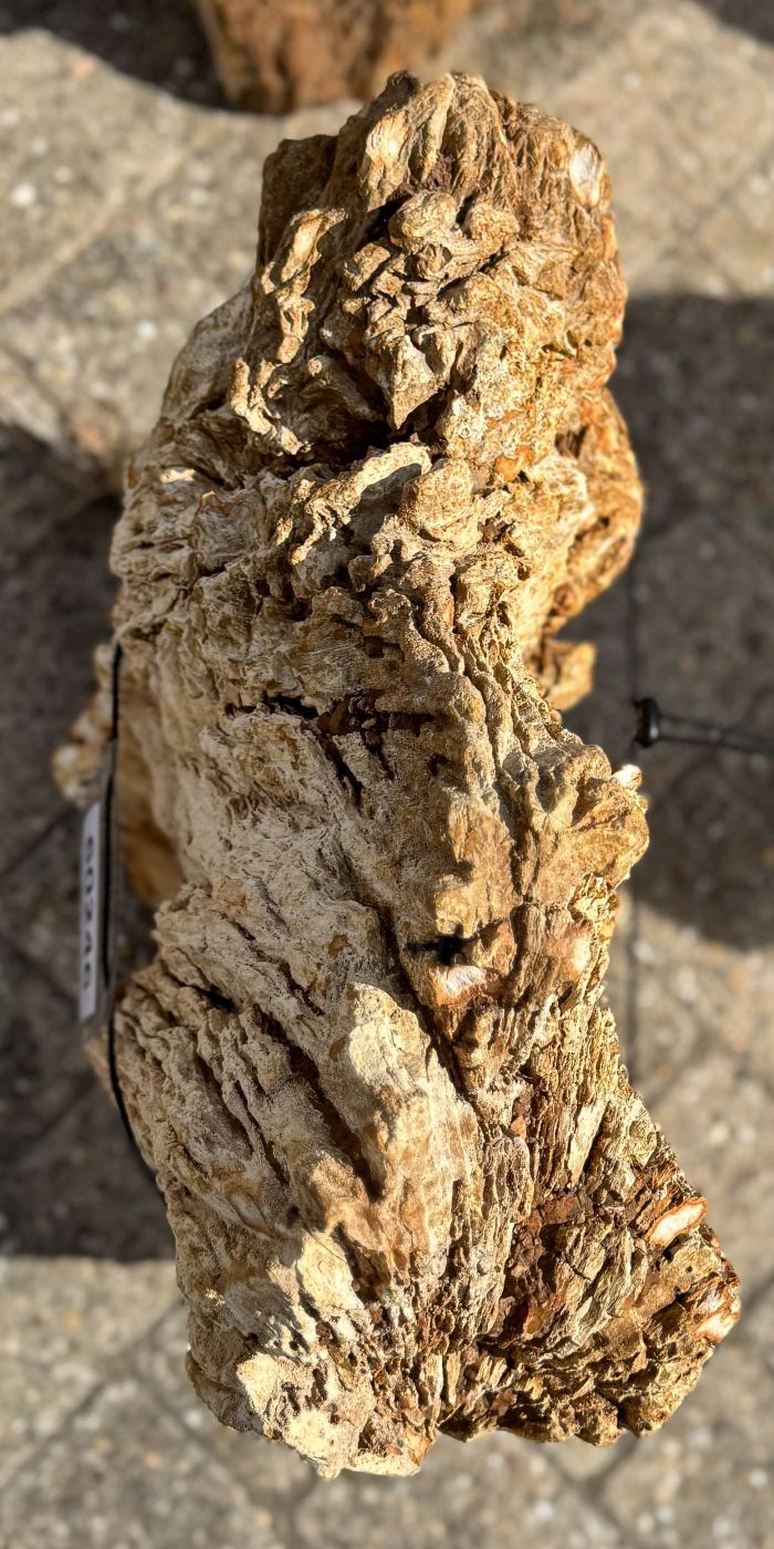 Grafsteen versteend hout 60246 - Afbeelding 2