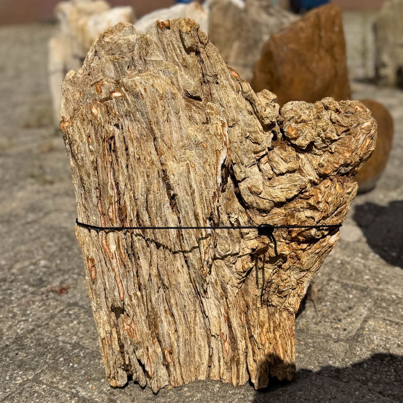 Grafsteen versteend hout 60246 - Afbeelding 3