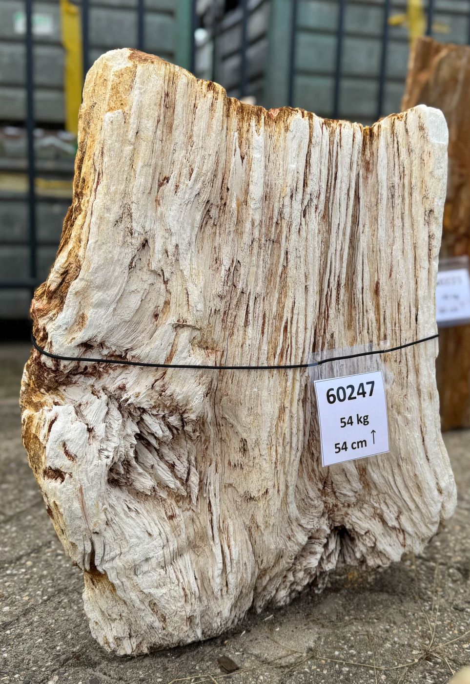 Grafsteen versteend hout 60247