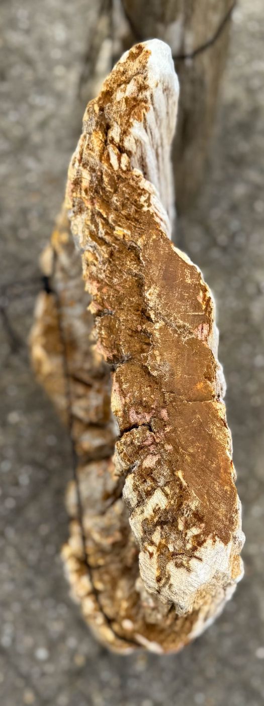 Grafsteen versteend hout 60247 - Afbeelding 2