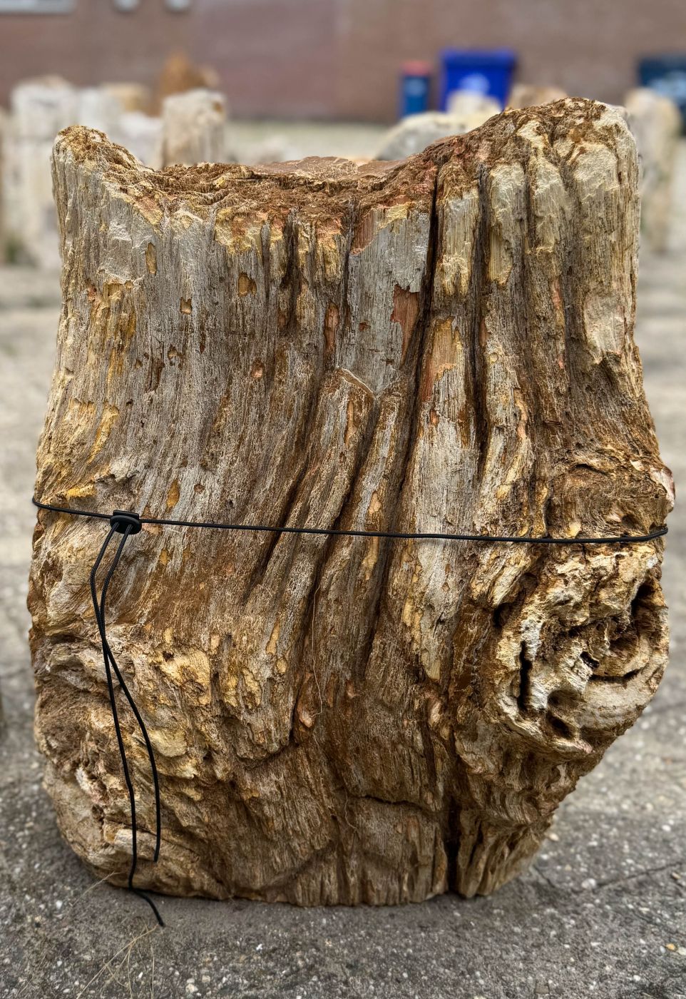 Grafsteen versteend hout 60247 - Afbeelding 3