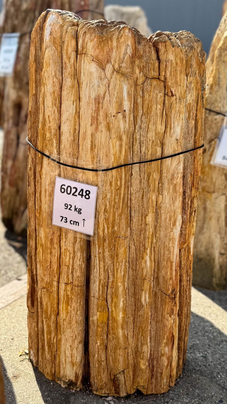 Grafsteen versteend hout 60248