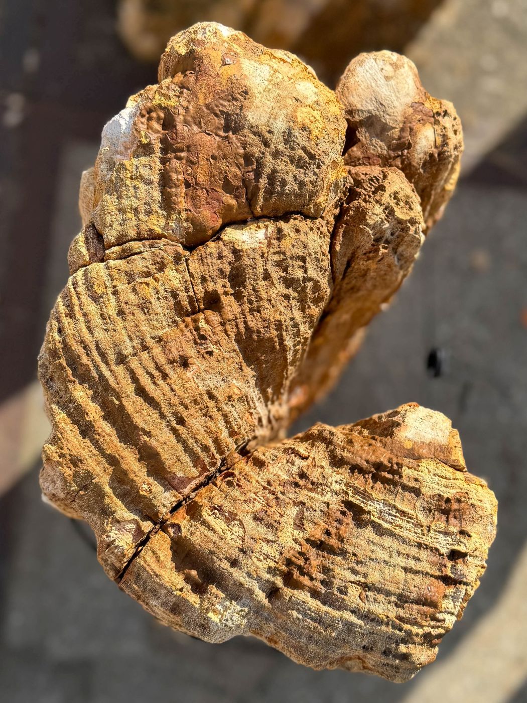 Grafsteen versteend hout 60248 - Afbeelding 2