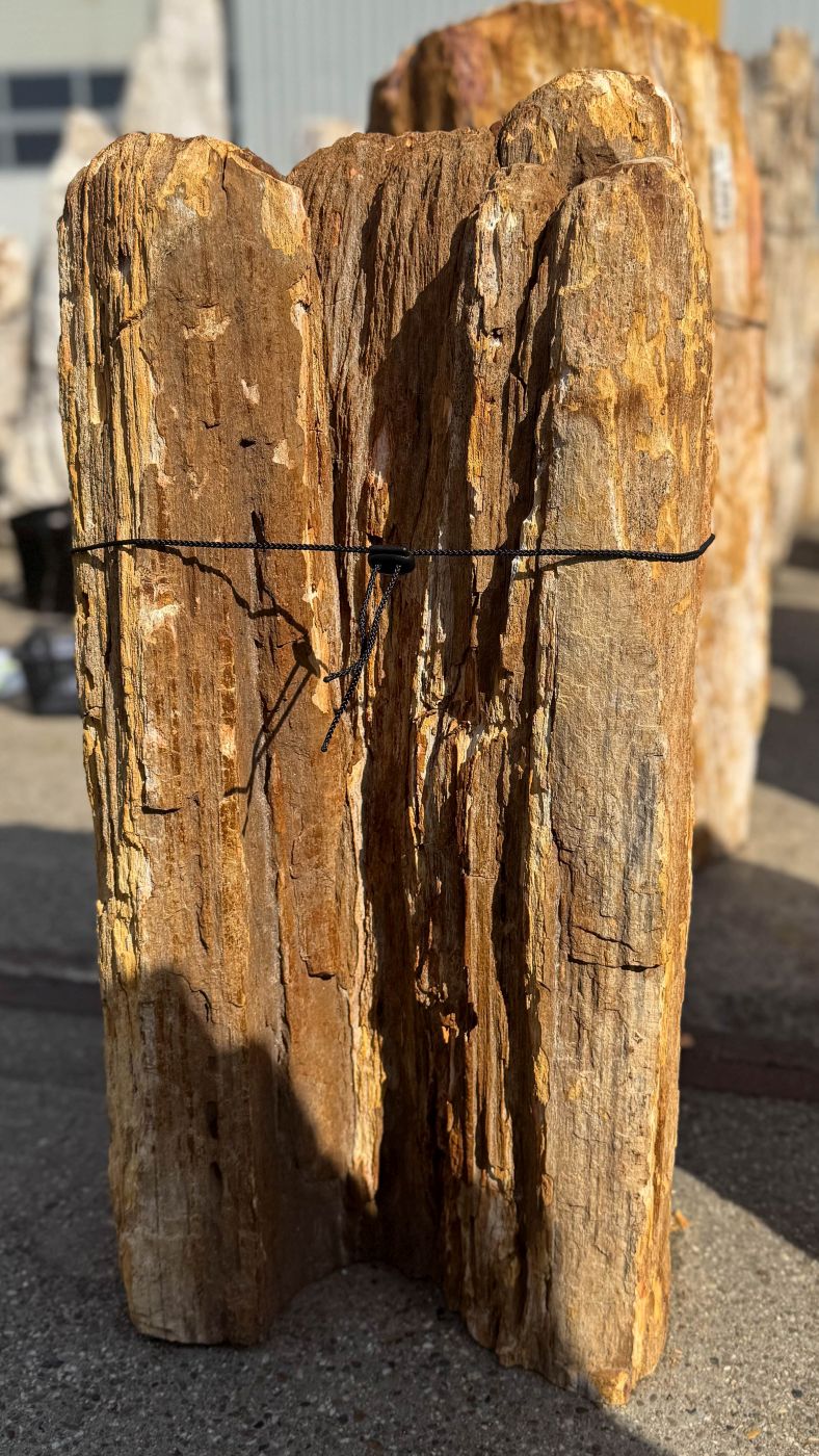 Grafsteen versteend hout 60248 - Afbeelding 3