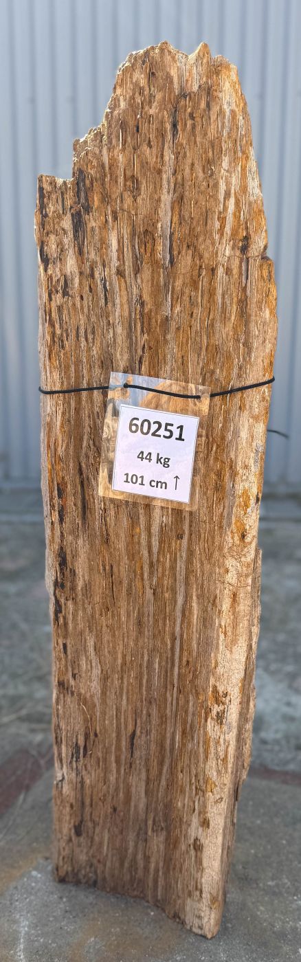 Grafsteen versteend hout 60251