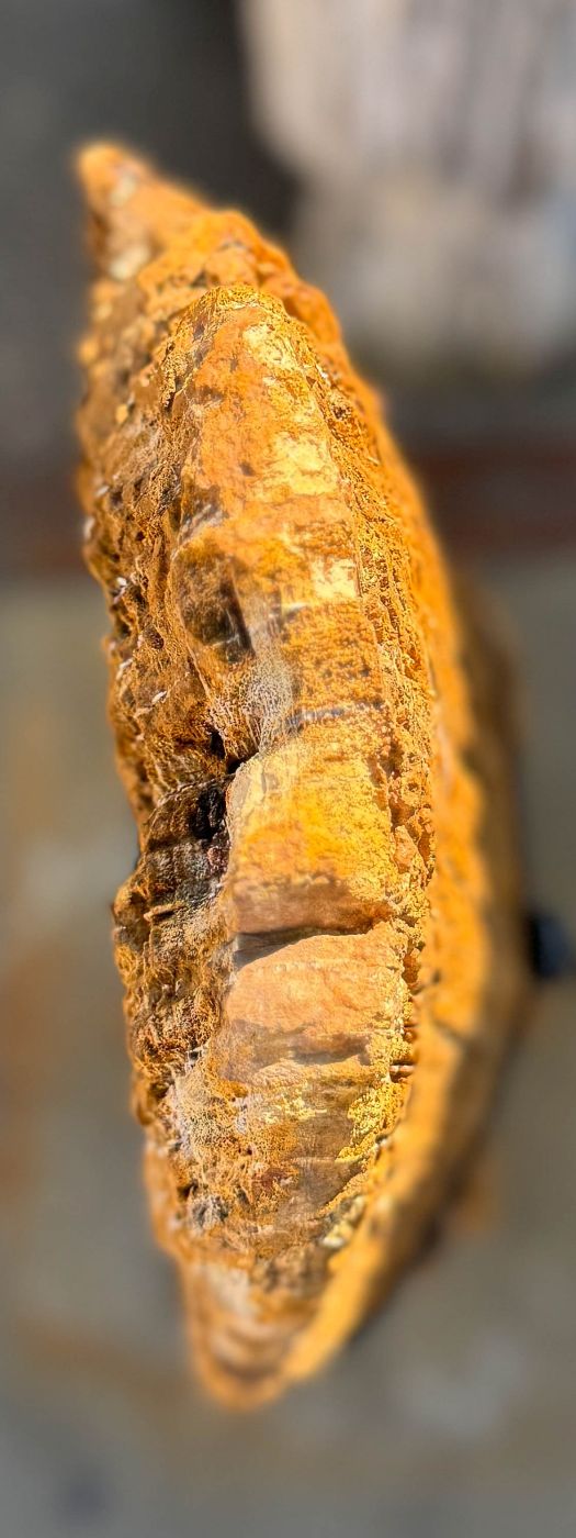 Grafsteen versteend hout 60251 - Afbeelding 2