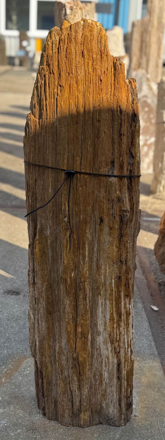 Grafsteen versteend hout 60251 - Afbeelding 3