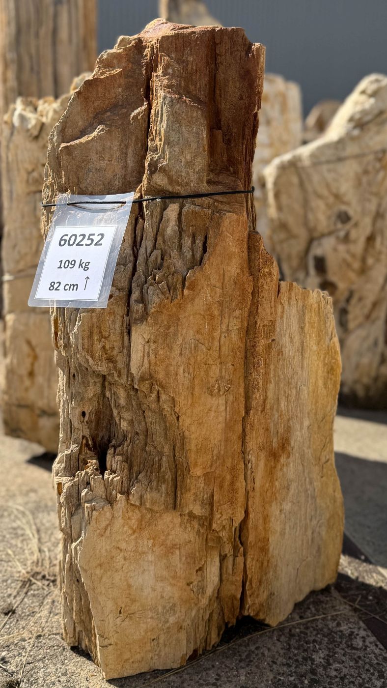 Grafsteen versteend hout 60252