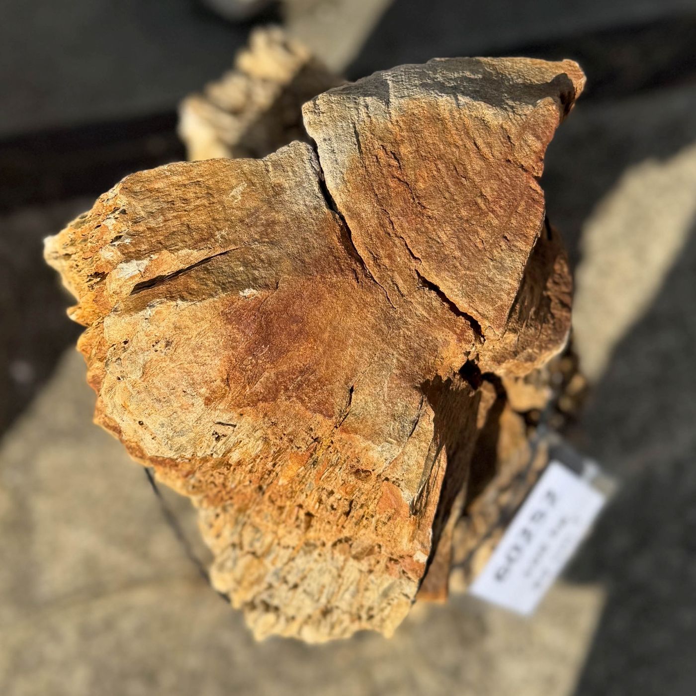 Grafsteen versteend hout 60252 - Afbeelding 2