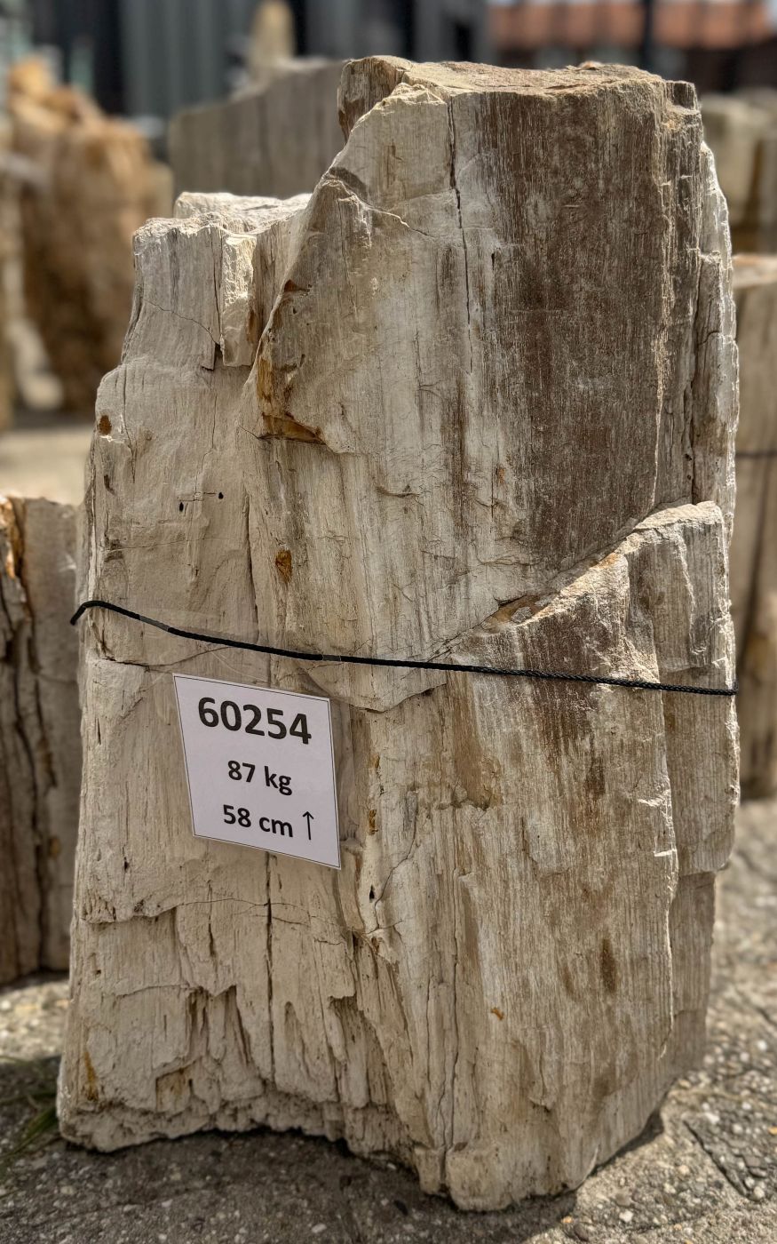 Grafsteen versteend hout 60254