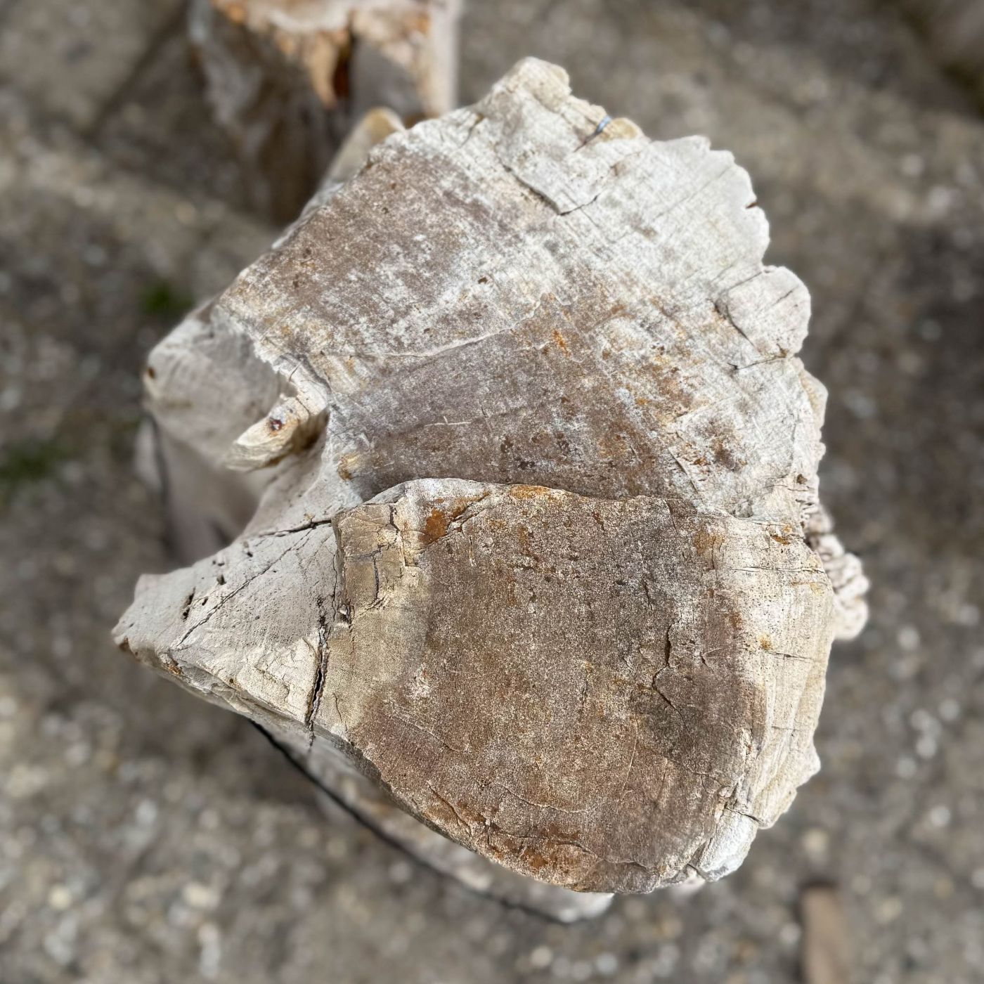 Grafsteen versteend hout 60254 - Afbeelding 2