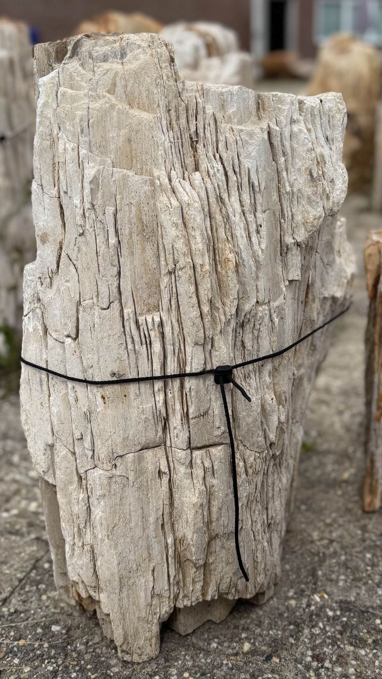 Grafsteen versteend hout 60254 - Afbeelding 3