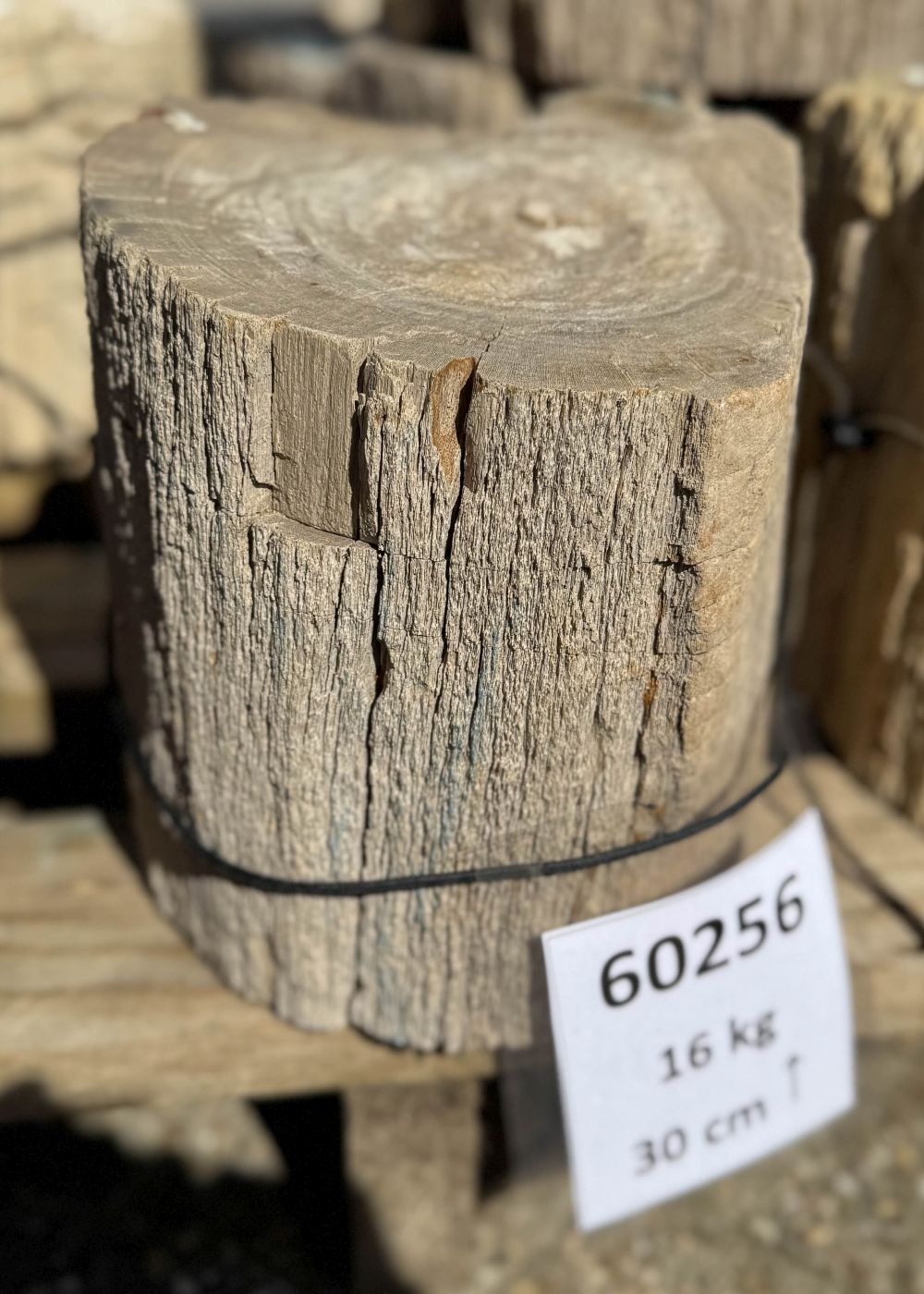 Grafsteen versteend hout 60256