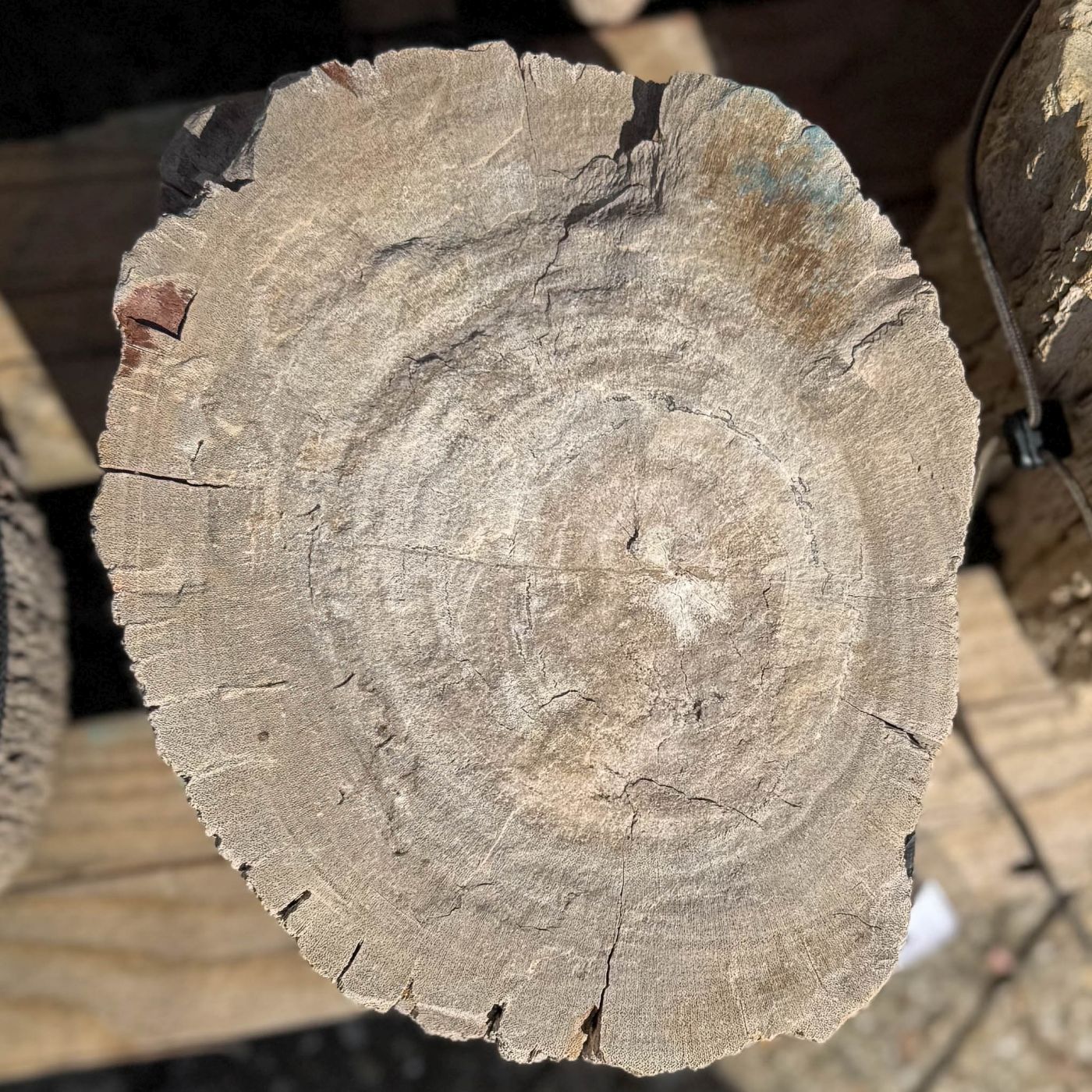 Grafsteen versteend hout 60256 - Afbeelding 2