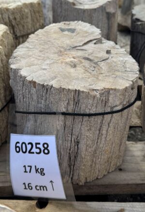 Grafsteen versteend hout 60258