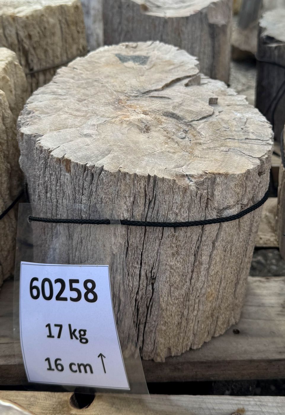 Grafsteen versteend hout 60258