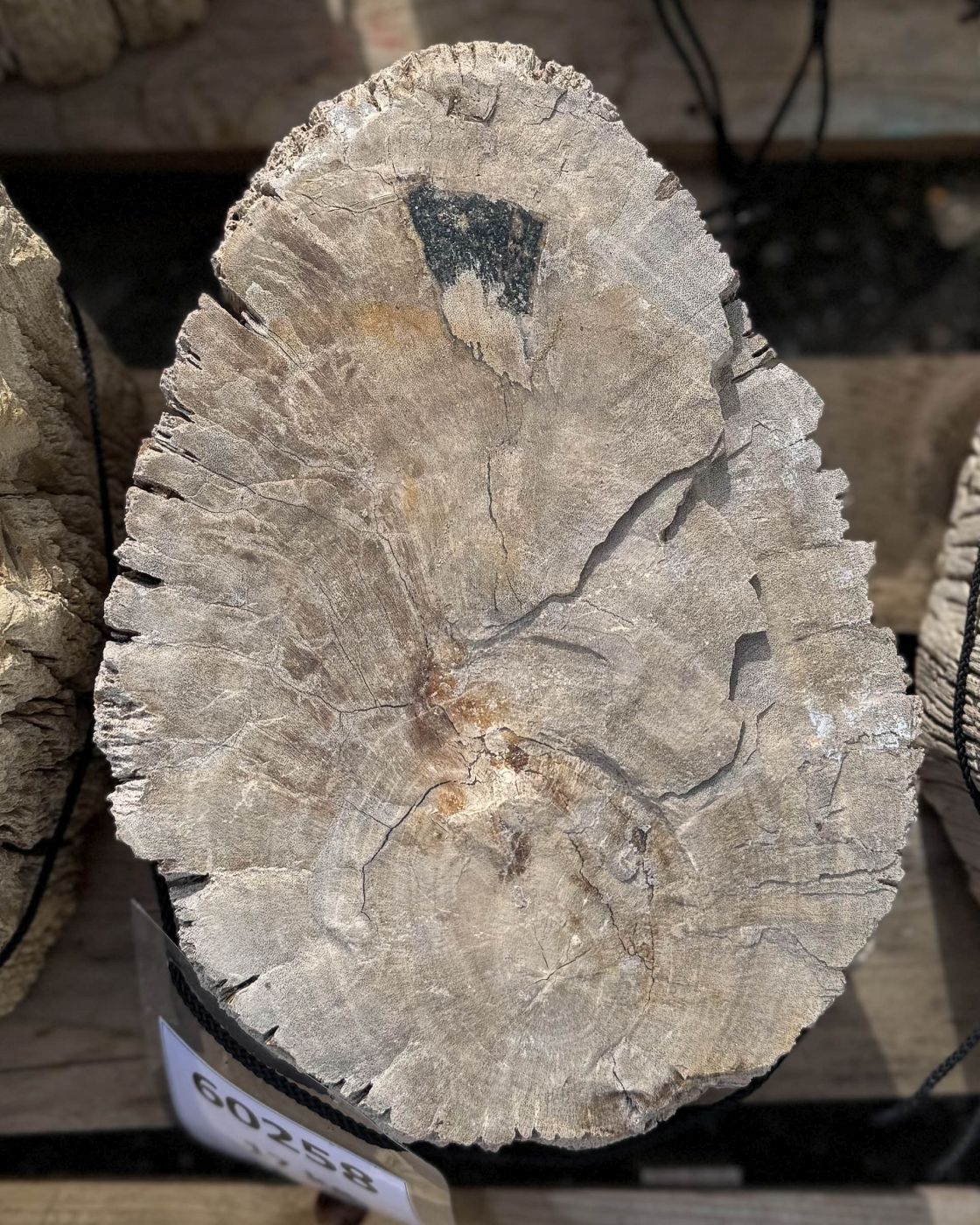 Grafsteen versteend hout 60258 - Afbeelding 2