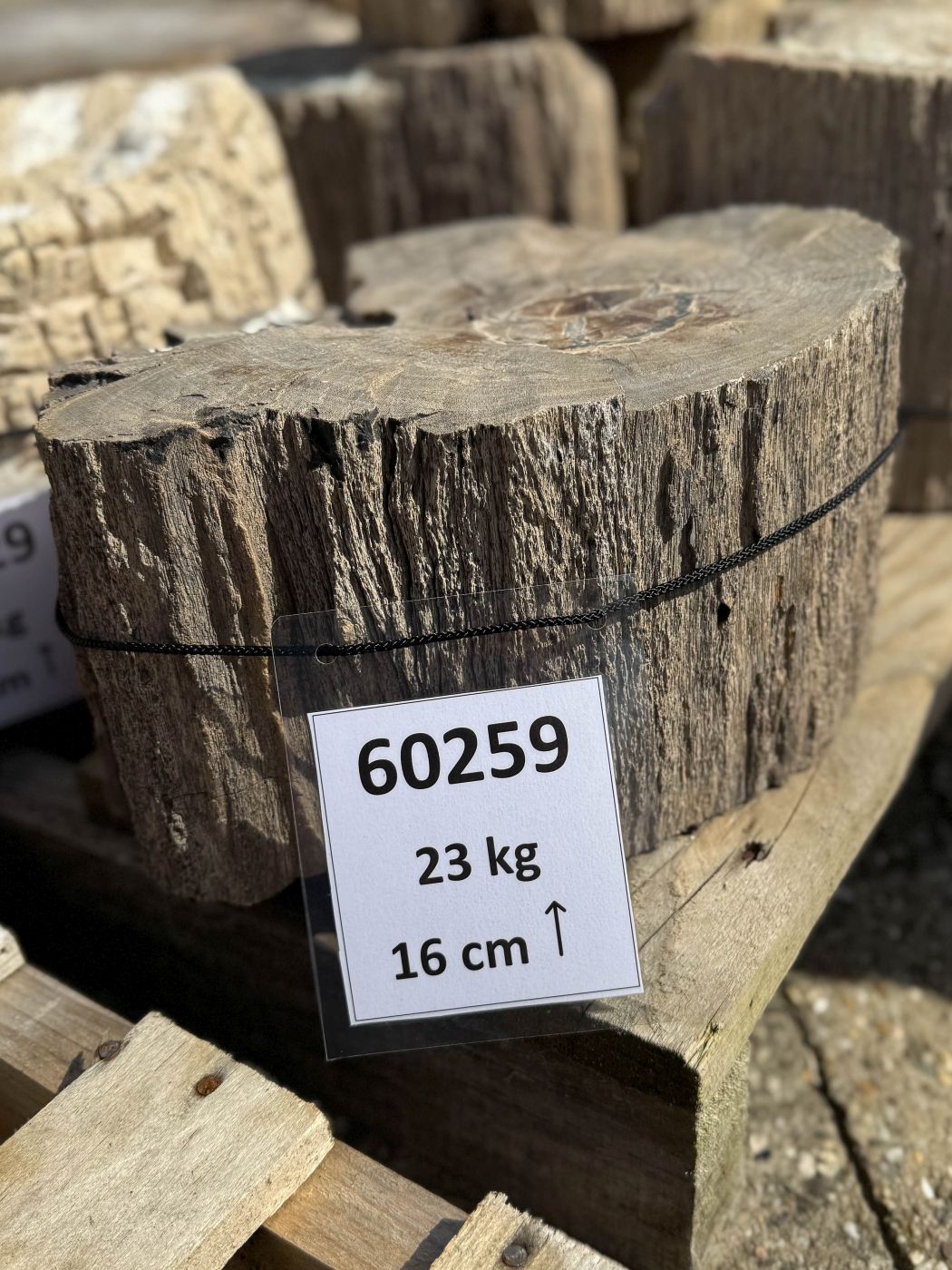 Grafsteen versteend hout 60259