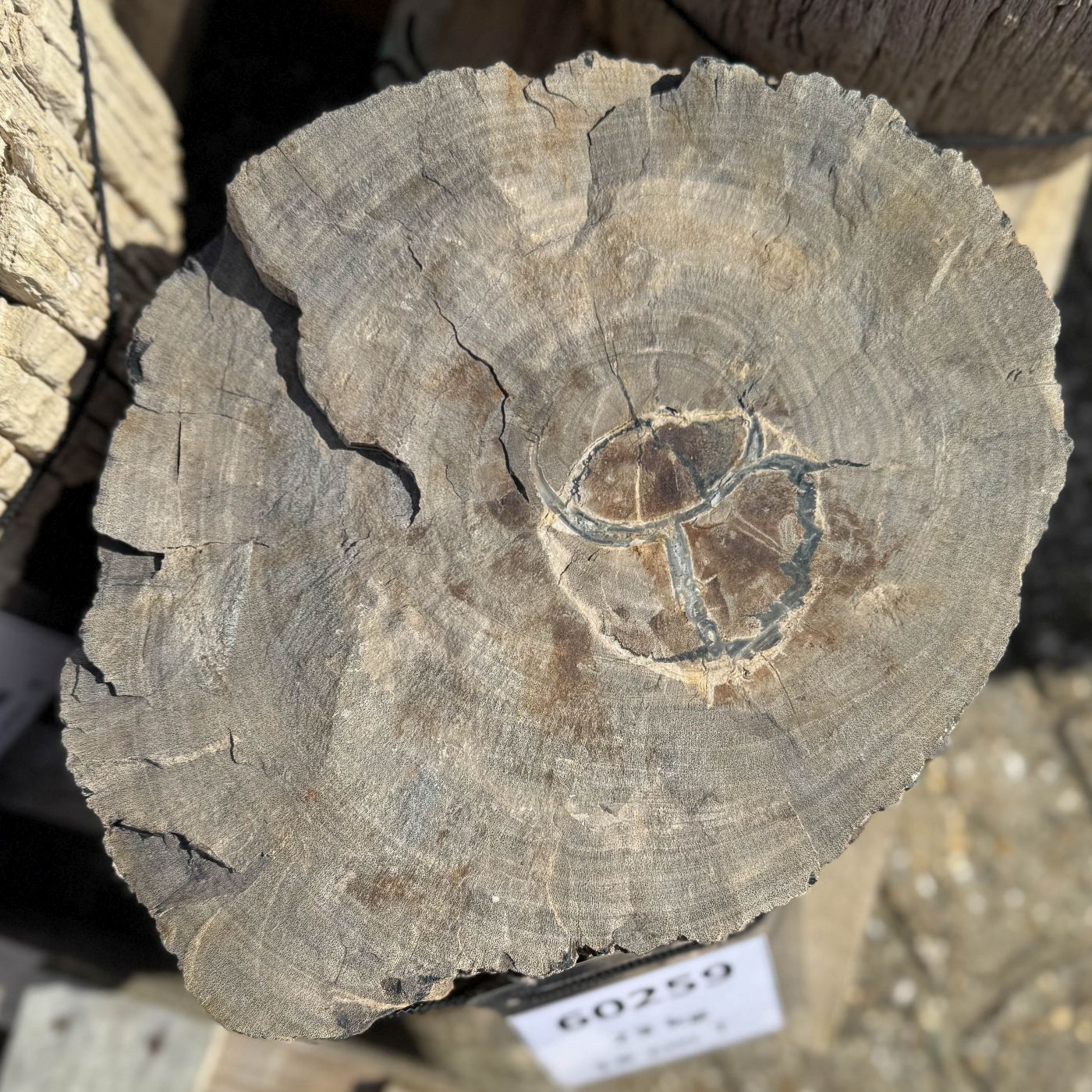 Grafsteen versteend hout 60259 - Afbeelding 2