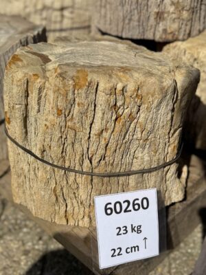 Grafsteen versteend hout 60260