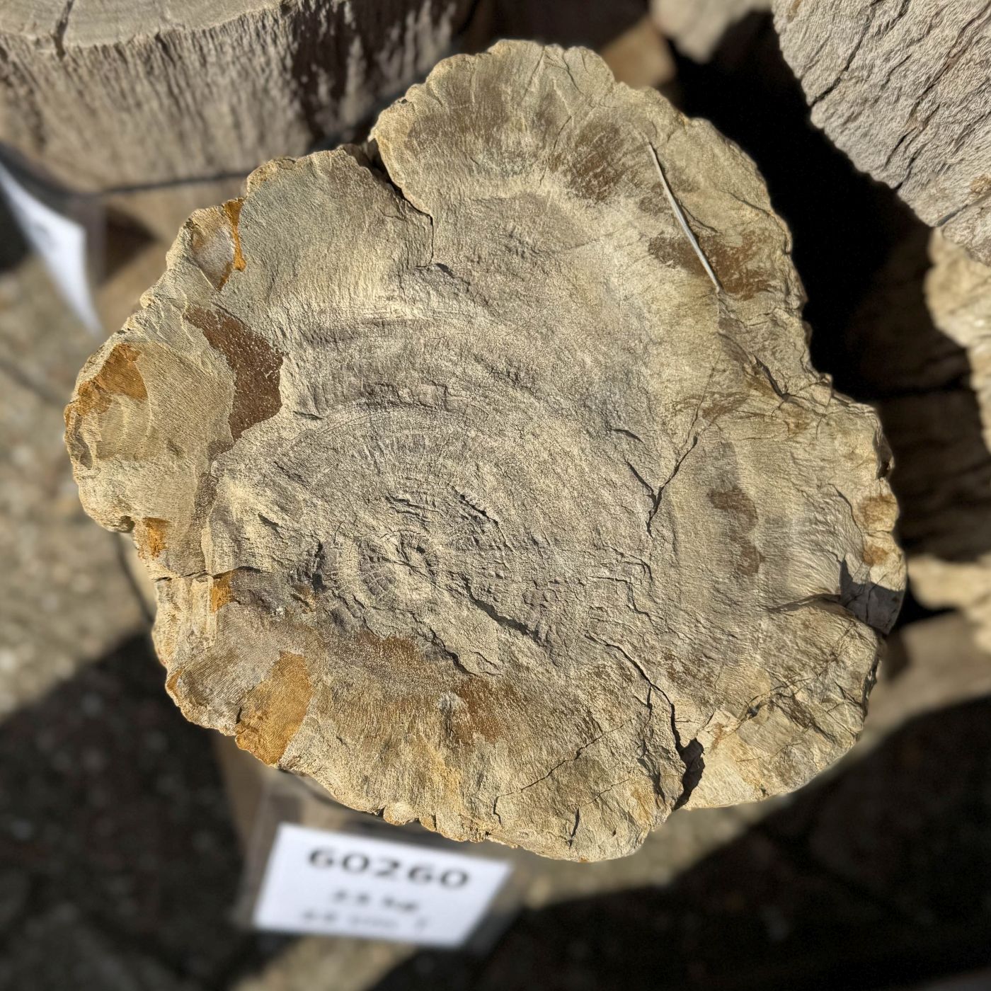 Grafsteen versteend hout 60260 - Afbeelding 2