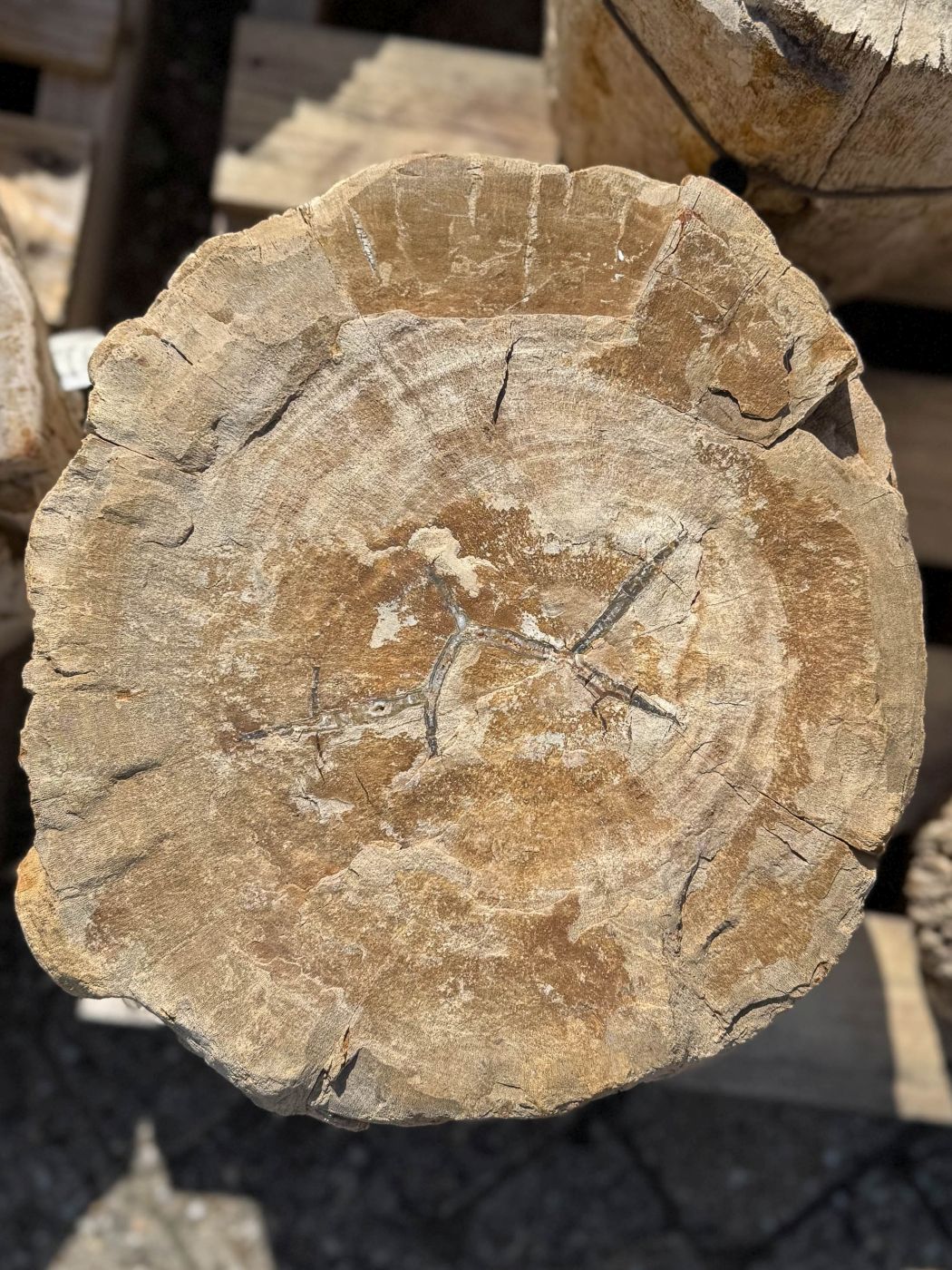 Grafsteen versteend hout 60261 - Afbeelding 2