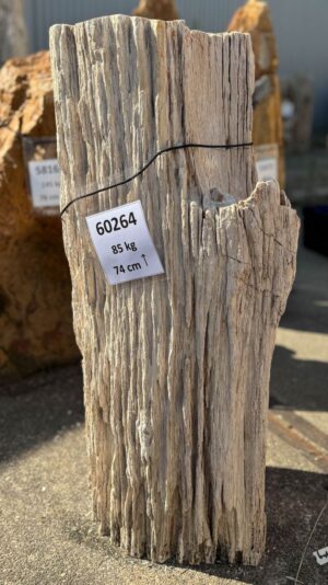 Grafsteen versteend hout 60264