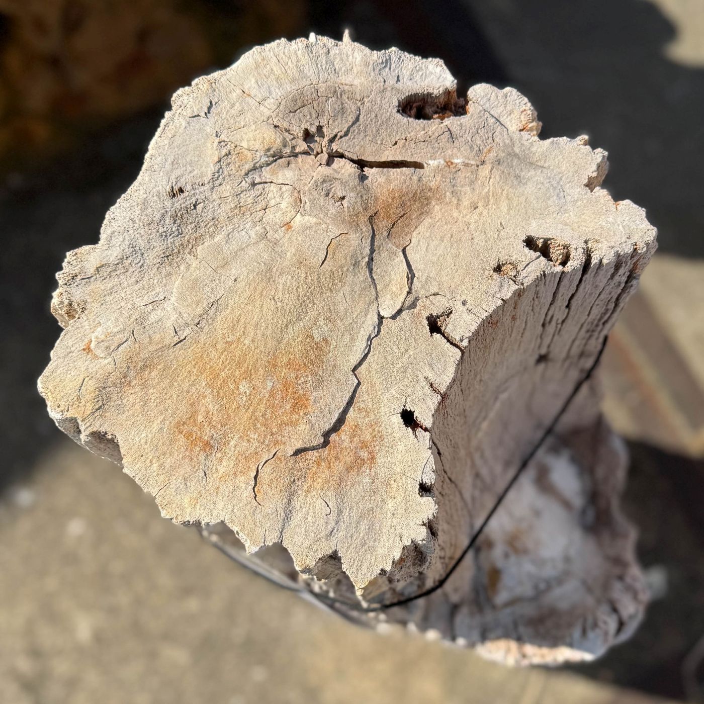 Grafsteen versteend hout 60264 - Afbeelding 2