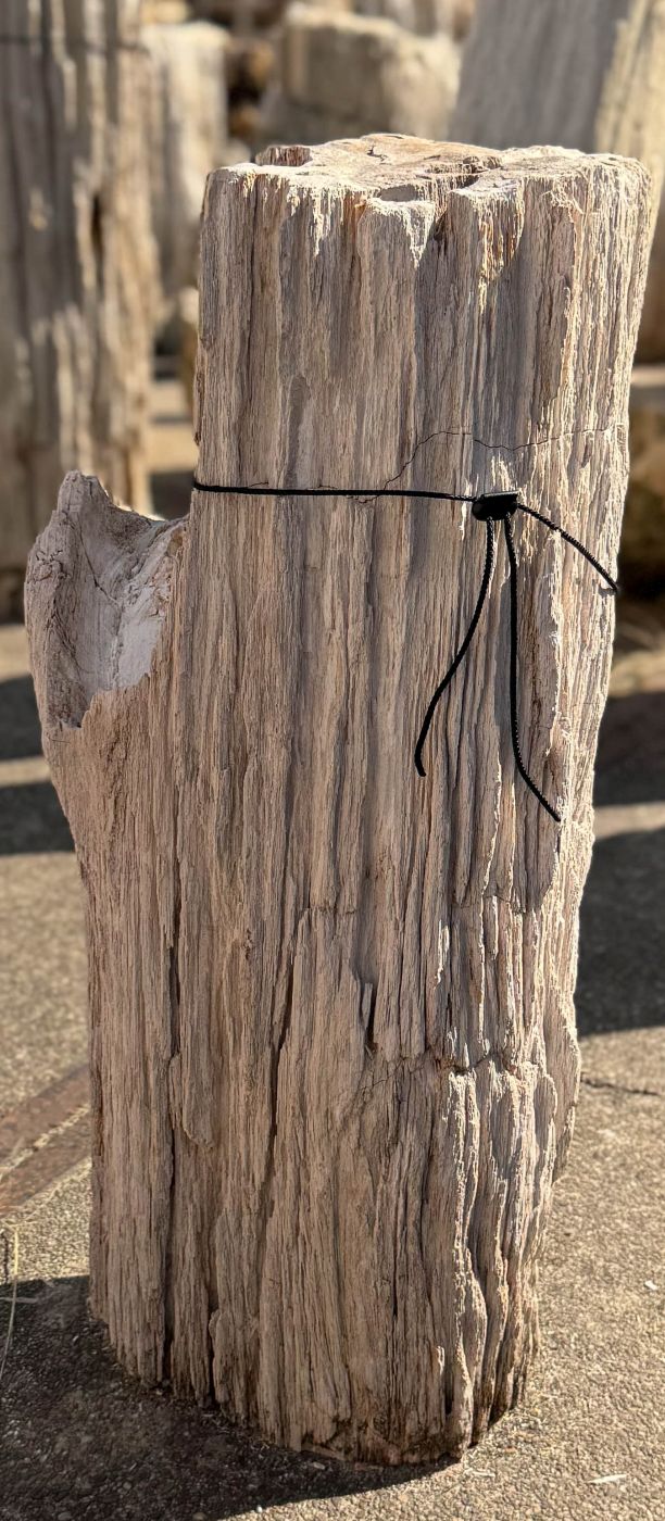 Grafsteen versteend hout 60264 - Afbeelding 4