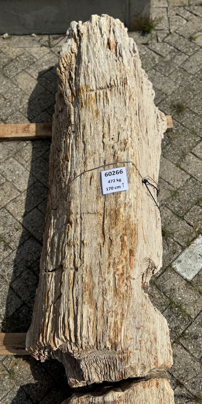 Grafsteen versteend hout 60266