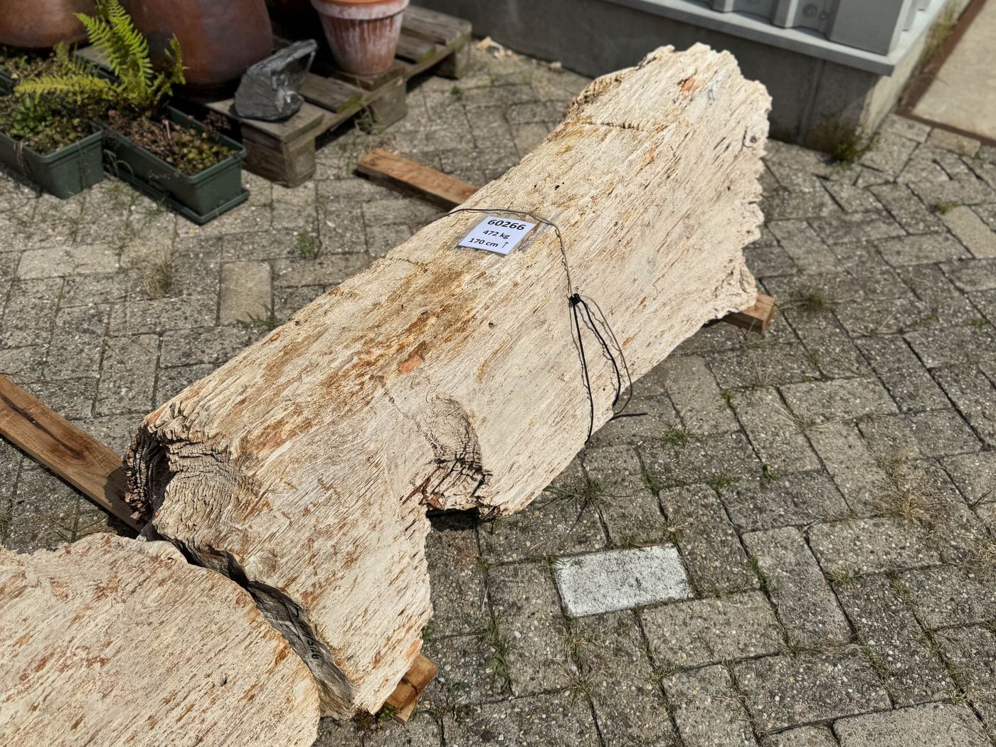 Grafsteen versteend hout 60266 - Afbeelding 2