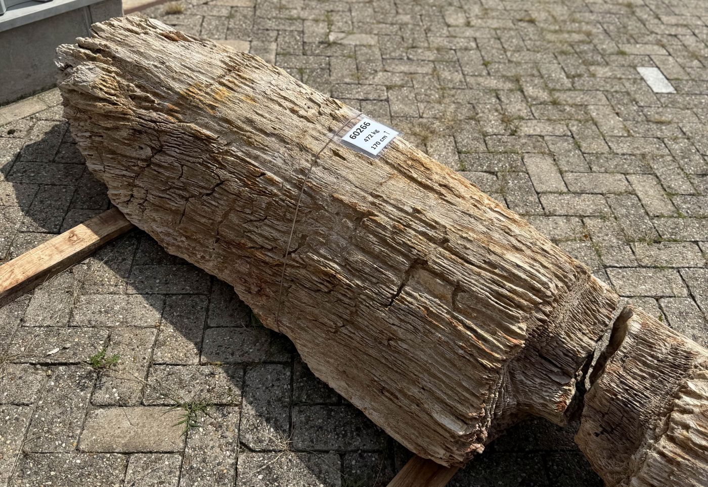 Grafsteen versteend hout 60266 - Afbeelding 3