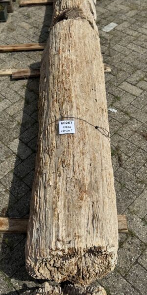 Grafsteen versteend hout 60267