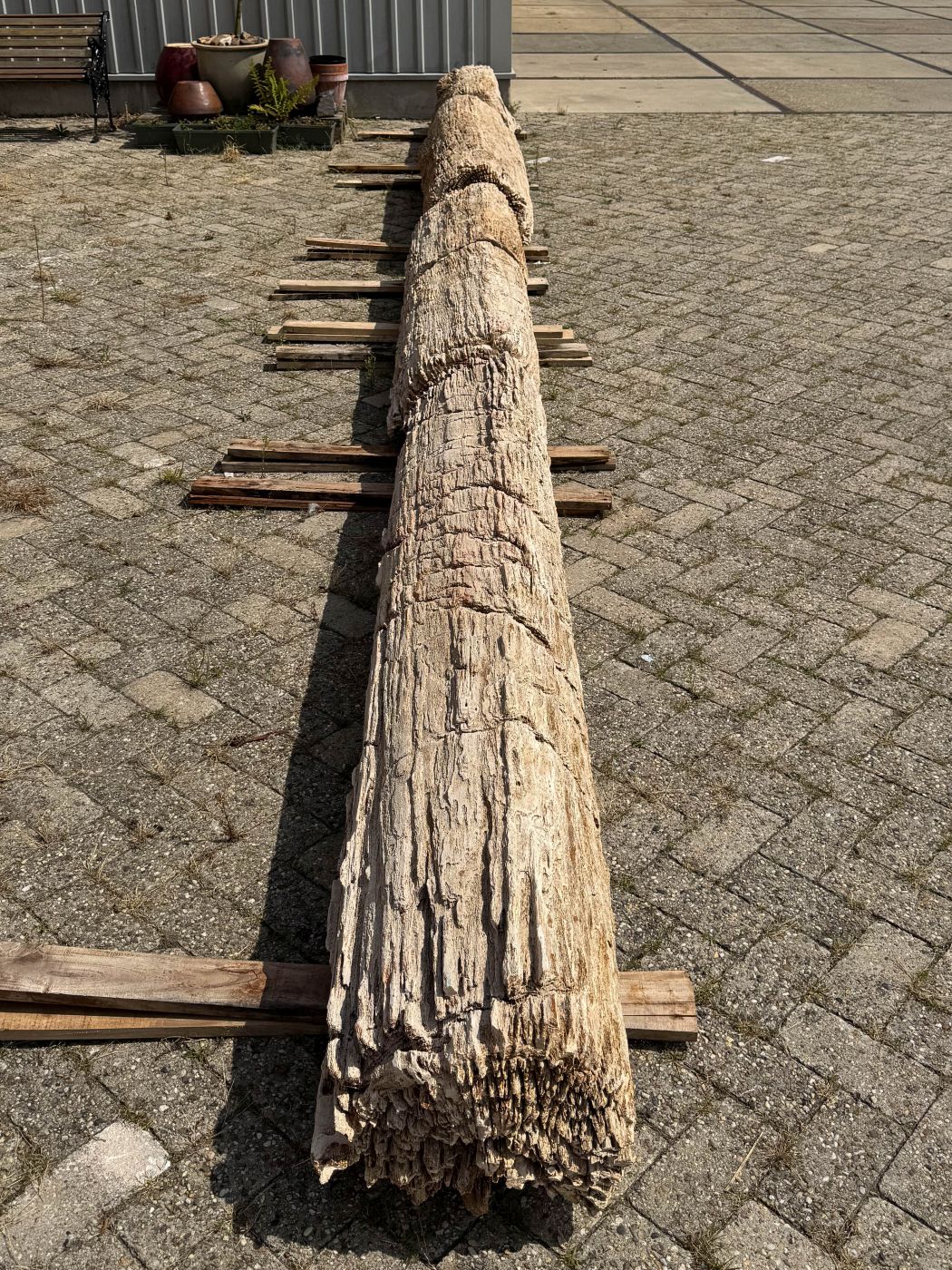Grafsteen versteend hout 60267 - Afbeelding 5