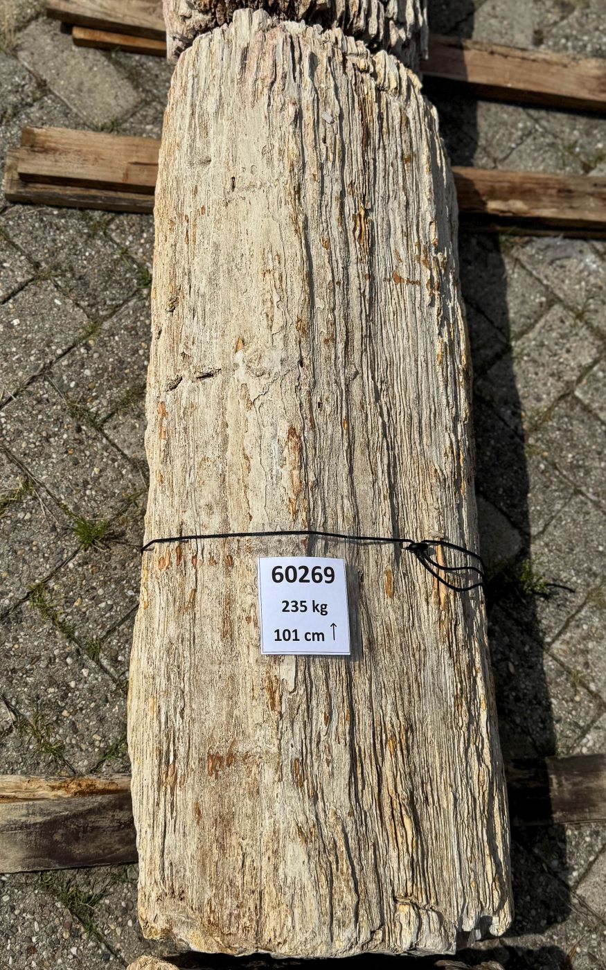 Grafsteen versteend hout 60269