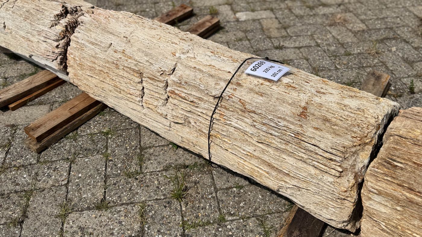 Grafsteen versteend hout 60269 - Afbeelding 2