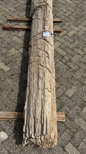 Grafsteen versteend hout 60270