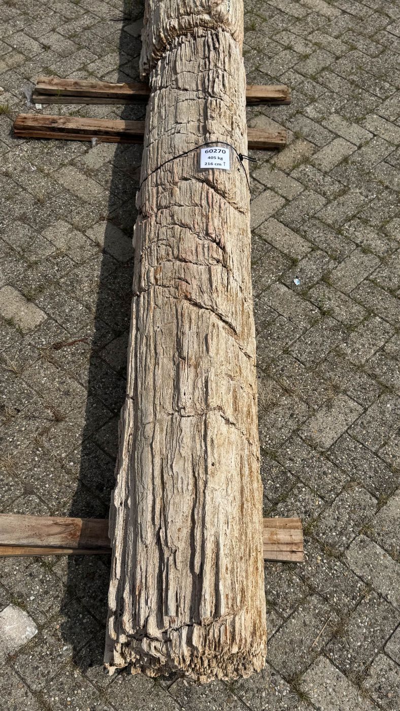 Grafsteen versteend hout 60270