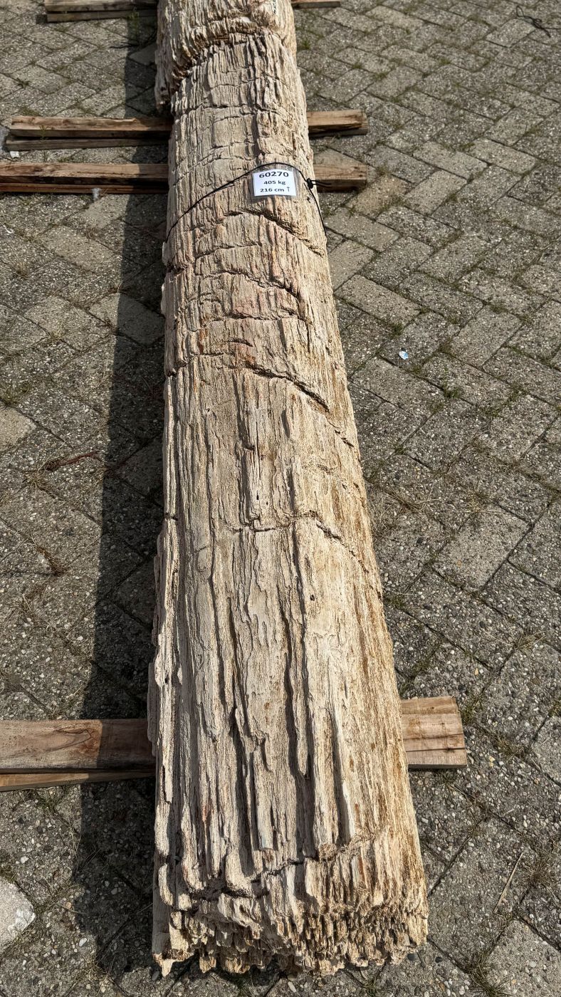 Grafsteen versteend hout 60270 - Afbeelding 2